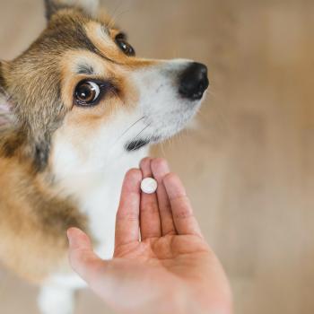 Pensez à vermifuger votre animal régulièrement